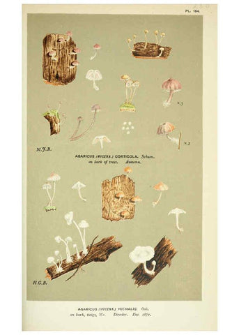Reproducción/Reproduction 6056226138: Illustrations of British fungi (Hymenomycetes) London,Williams and Norgate,1881-91