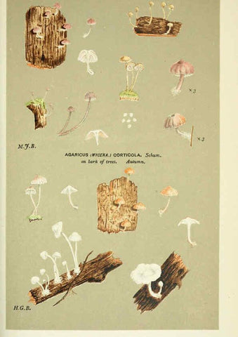 Reproducción/Reproduction 6056226138: Illustrations of British fungi (Hymenomycetes) London,Williams and Norgate,1881-91