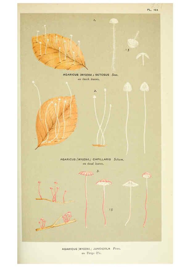 Reproducción/Reproduction 6055679179: Illustrations of British fungi (Hymenomycetes) London,Williams and Norgate,1881-91