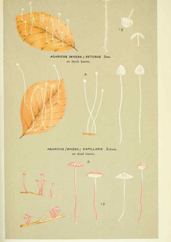 Reproducción/Reproduction 6055679179: Illustrations of British fungi (Hymenomycetes) London,Williams and Norgate,1881-91
