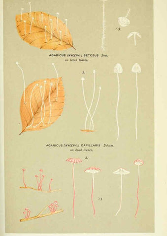 Reproducción/Reproduction 6055679179: Illustrations of British fungi (Hymenomycetes) London,Williams and Norgate,1881-91