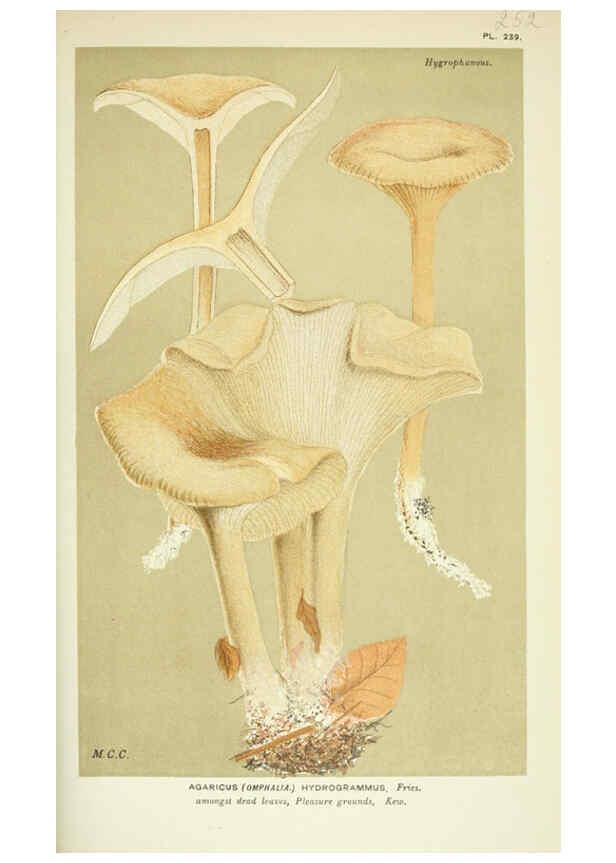 Reproducción/Reproduction 6055679473: Illustrations of British fungi (Hymenomycetes) London,Williams and Norgate,1881-91