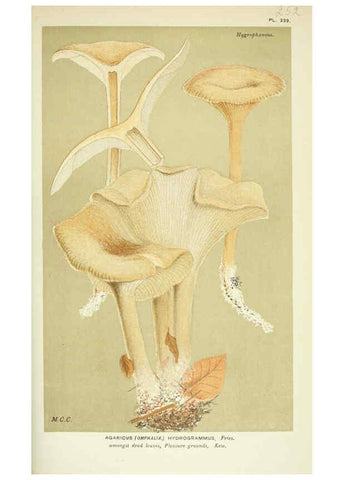 Reproducción/Reproduction 6055679473: Illustrations of British fungi (Hymenomycetes) London,Williams and Norgate,1881-91