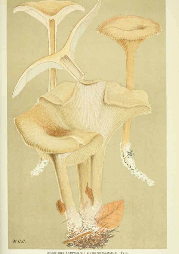 Reproducción/Reproduction 6055679473: Illustrations of British fungi (Hymenomycetes) London,Williams and Norgate,1881-91