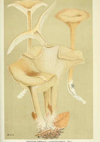 Reproducción/Reproduction 6055679473: Illustrations of British fungi (Hymenomycetes) London,Williams and Norgate,1881-91