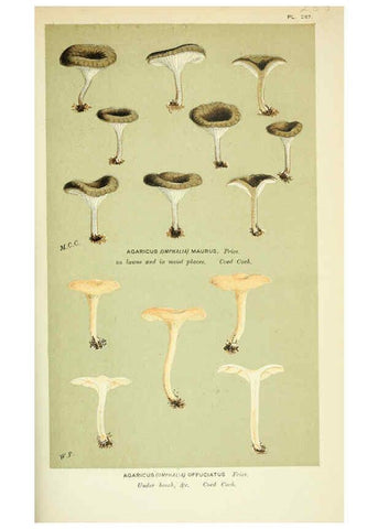 Reproducción/Reproduction 6056226924: Illustrations of British fungi (Hymenomycetes) London,Williams and Norgate,1881-91