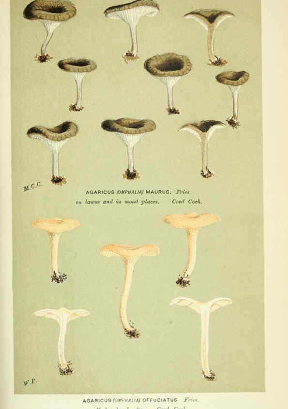 Reproducción/Reproduction 6056226924: Illustrations of British fungi (Hymenomycetes) London,Williams and Norgate,1881-91