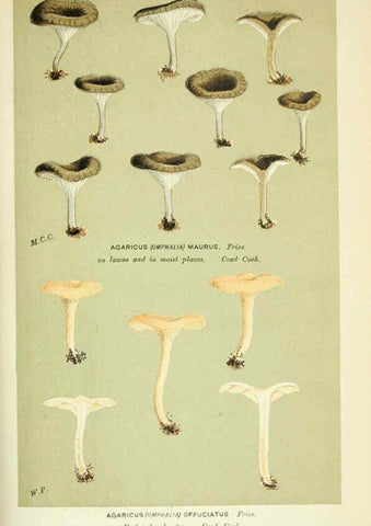 Reproducción/Reproduction 6056226924: Illustrations of British fungi (Hymenomycetes) London,Williams and Norgate,1881-91