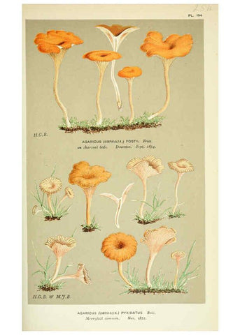 Reproducción/Reproduction 6055679883: Illustrations of British fungi (Hymenomycetes) London,Williams and Norgate,1881-91
