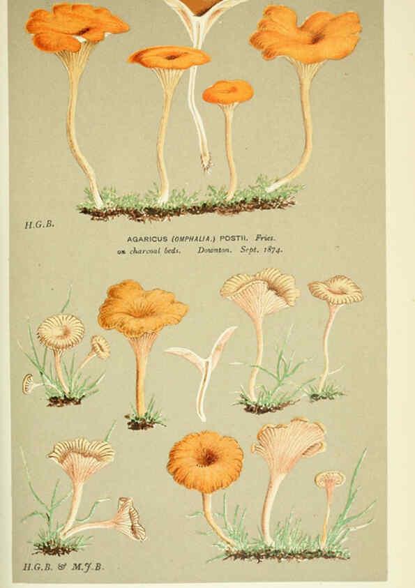 Reproducción/Reproduction 6055679883: Illustrations of British fungi (Hymenomycetes) London,Williams and Norgate,1881-91
