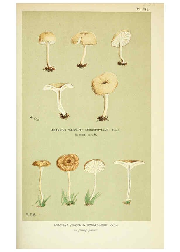 Reproducción/Reproduction 6055680385: Illustrations of British fungi (Hymenomycetes) London,Williams and Norgate,1881-91