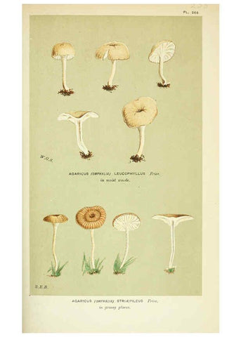 Reproducción/Reproduction 6055680385: Illustrations of British fungi (Hymenomycetes) London,Williams and Norgate,1881-91