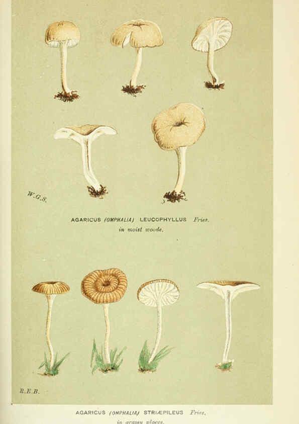 Reproducción/Reproduction 6055680385: Illustrations of British fungi (Hymenomycetes) London,Williams and Norgate,1881-91