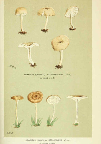 Reproducción/Reproduction 6055680385: Illustrations of British fungi (Hymenomycetes) London,Williams and Norgate,1881-91