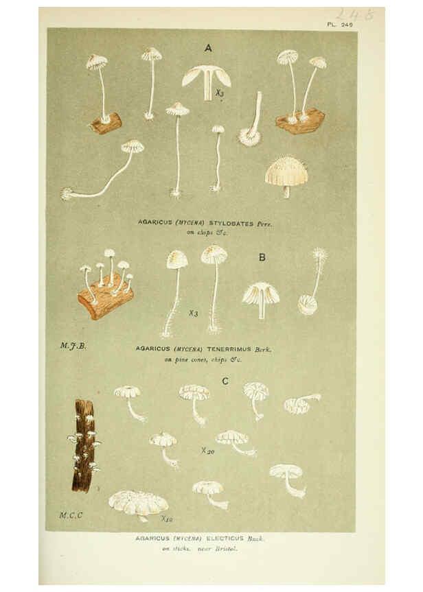 Reproducción/Reproduction 6056225612: Illustrations of British fungi (Hymenomycetes) London,Williams and Norgate,1881-91