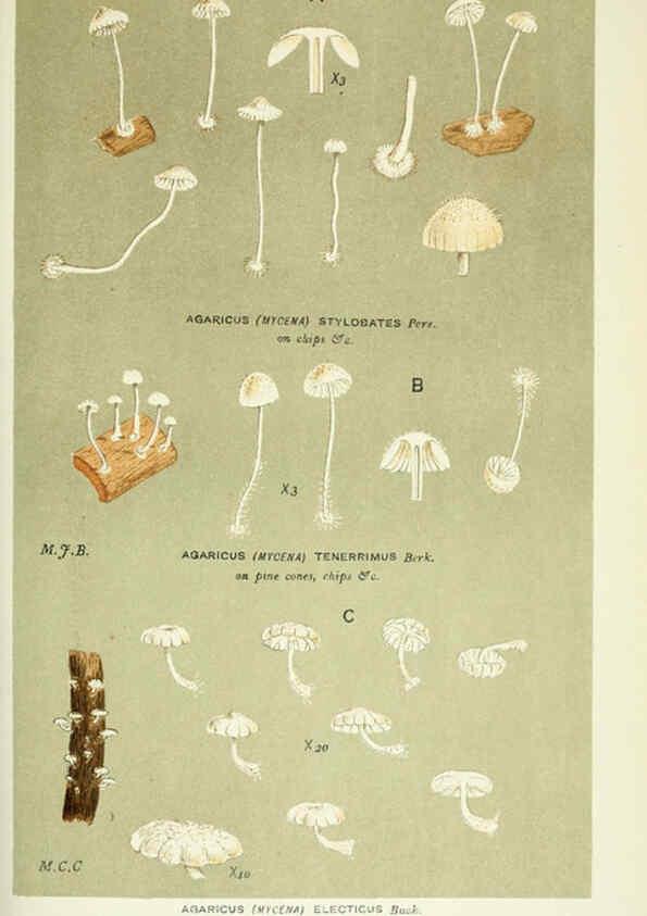 Reproducción/Reproduction 6056225612: Illustrations of British fungi (Hymenomycetes) London,Williams and Norgate,1881-91