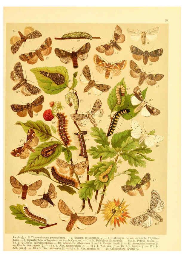 Reproducción/Reproduction 6059077696: Fr. Berge's Schmetterlingsbuch nach dem gegenwärtigen Stande der Lepidopterologie neu bearb. und hrsg. von Professor Dr. H. Rebel ... Stuttgart,E. Schweizerbart,1910