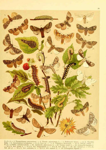 Reproducción/Reproduction 6059077696: Fr. Berge's Schmetterlingsbuch nach dem gegenwärtigen Stande der Lepidopterologie neu bearb. und hrsg. von Professor Dr. H. Rebel ... Stuttgart,E. Schweizerbart,1910