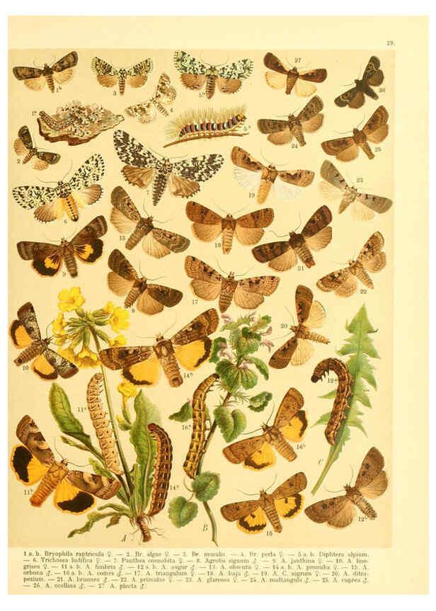 Reproducción/Reproduction 6058529677: Fr. Berge's Schmetterlingsbuch nach dem gegenwärtigen Stande der Lepidopterologie neu bearb. und hrsg. von Professor Dr. H. Rebel ... Stuttgart,E. Schweizerbart,1910