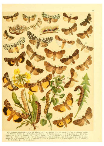 Reproducción/Reproduction 6058529677: Fr. Berge's Schmetterlingsbuch nach dem gegenwärtigen Stande der Lepidopterologie neu bearb. und hrsg. von Professor Dr. H. Rebel ... Stuttgart,E. Schweizerbart,1910