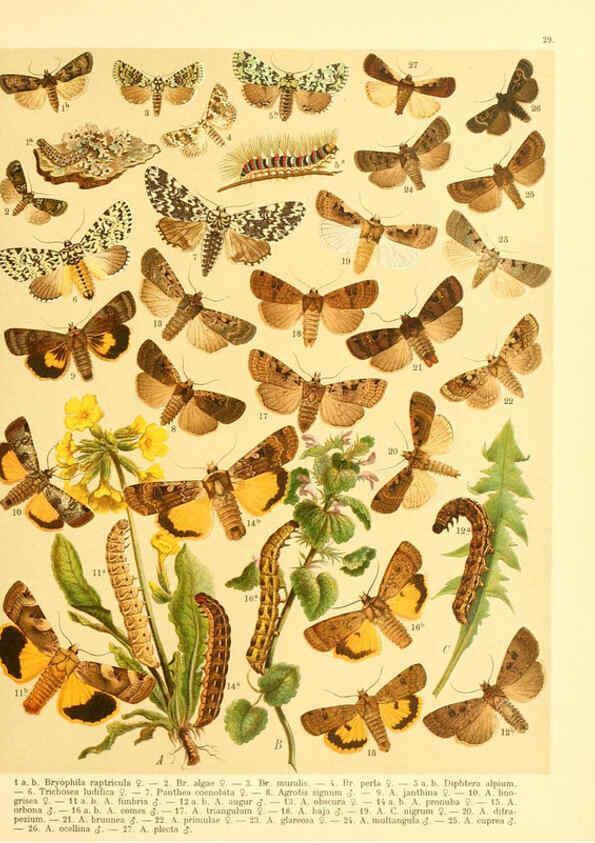 Reproducción/Reproduction 6058529677: Fr. Berge's Schmetterlingsbuch nach dem gegenwärtigen Stande der Lepidopterologie neu bearb. und hrsg. von Professor Dr. H. Rebel ... Stuttgart,E. Schweizerbart,1910
