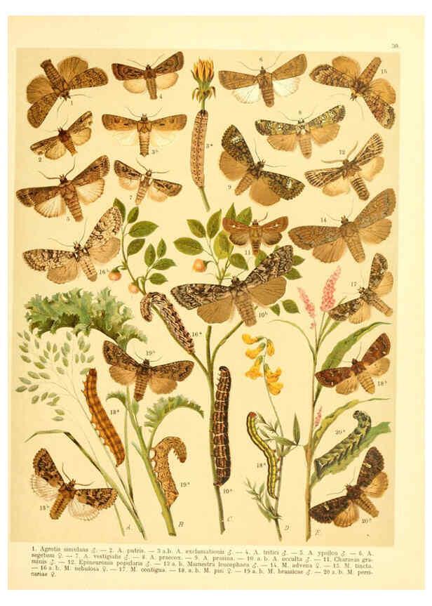 Reproducción/Reproduction 6059078016: Fr. Berge's Schmetterlingsbuch nach dem gegenwärtigen Stande der Lepidopterologie neu bearb. und hrsg. von Professor Dr. H. Rebel ... Stuttgart,E. Schweizerbart,1910