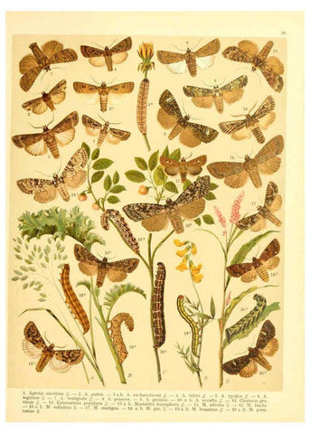 Reproducción/Reproduction 6059078016: Fr. Berge's Schmetterlingsbuch nach dem gegenwärtigen Stande der Lepidopterologie neu bearb. und hrsg. von Professor Dr. H. Rebel ... Stuttgart,E. Schweizerbart,1910