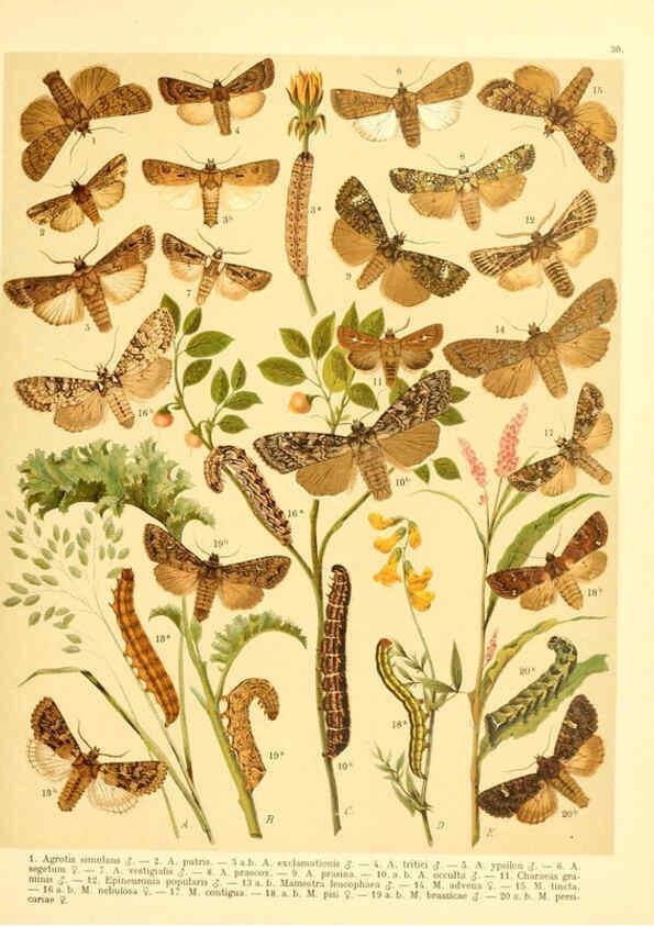 Reproducción/Reproduction 6059078016: Fr. Berge's Schmetterlingsbuch nach dem gegenwärtigen Stande der Lepidopterologie neu bearb. und hrsg. von Professor Dr. H. Rebel ... Stuttgart,E. Schweizerbart,1910