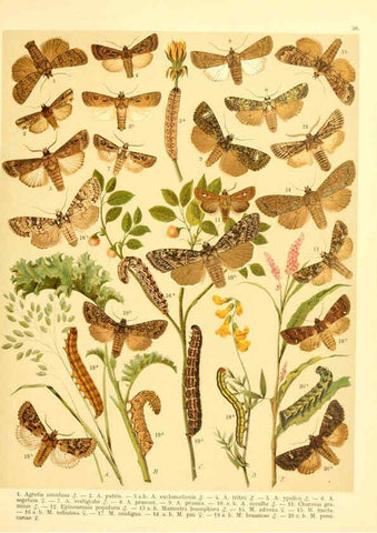 Reproducción/Reproduction 6059078016: Fr. Berge's Schmetterlingsbuch nach dem gegenwärtigen Stande der Lepidopterologie neu bearb. und hrsg. von Professor Dr. H. Rebel ... Stuttgart,E. Schweizerbart,1910