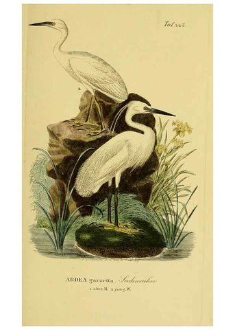 Reproducción/Reproduction 6059446318: Johann Andreas Naumann's ... Naturgeschichte der Vögel Deutschlands, nach einigen Erfahrungen entworfen. 13.T.Plates Leipzig :G. Fleischer,1820-1860