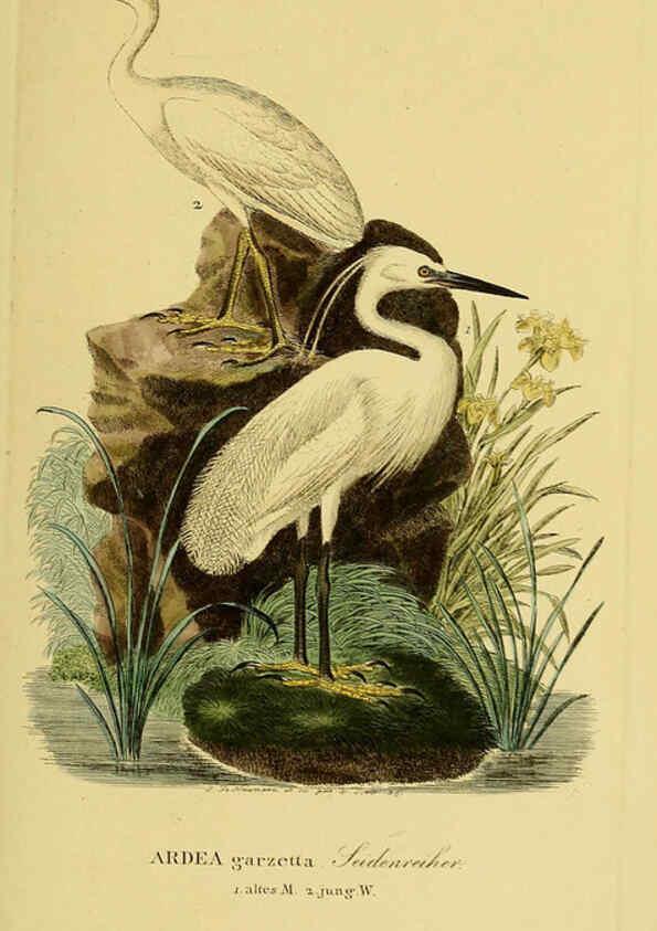 Reproducción/Reproduction 6059446318: Johann Andreas Naumann's ... Naturgeschichte der Vögel Deutschlands, nach einigen Erfahrungen entworfen. 13.T.Plates Leipzig :G. Fleischer,1820-1860
