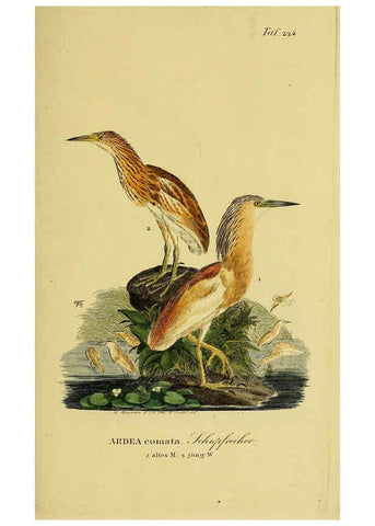 Reproducción/Reproduction 6058898985: Johann Andreas Naumann's ... Naturgeschichte der Vögel Deutschlands, nach einigen Erfahrungen entworfen. 13.T.Plates Leipzig :G. Fleischer,1820-1860
