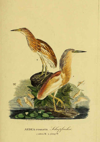 Reproducción/Reproduction 6058898985: Johann Andreas Naumann's ... Naturgeschichte der Vögel Deutschlands, nach einigen Erfahrungen entworfen. 13.T.Plates Leipzig :G. Fleischer,1820-1860