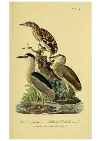Reproducción/Reproduction 6058899349: Johann Andreas Naumann's ... Naturgeschichte der Vögel Deutschlands, nach einigen Erfahrungen entworfen. 13.T.Plates Leipzig :G. Fleischer,1820-1860