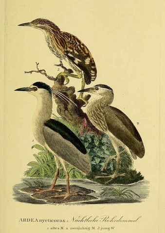 Reproducción/Reproduction 6058899349: Johann Andreas Naumann's ... Naturgeschichte der Vögel Deutschlands, nach einigen Erfahrungen entworfen. 13.T.Plates Leipzig :G. Fleischer,1820-1860