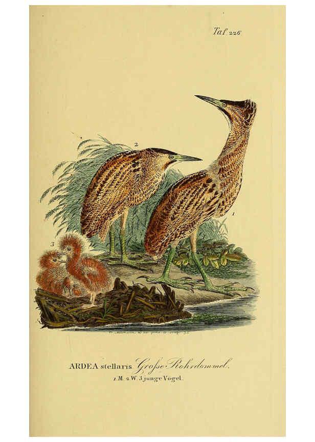 Reproducción/Reproduction 6058899703: Johann Andreas Naumann's ... Naturgeschichte der Vögel Deutschlands, nach einigen Erfahrungen entworfen. 13.T.Plates Leipzig :G. Fleischer,1820-1860