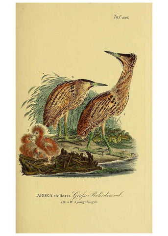 Reproducción/Reproduction 6058899703: Johann Andreas Naumann's ... Naturgeschichte der Vögel Deutschlands, nach einigen Erfahrungen entworfen. 13.T.Plates Leipzig :G. Fleischer,1820-1860