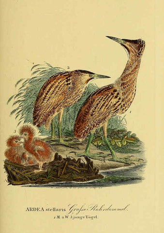 Reproducción/Reproduction 6058899703: Johann Andreas Naumann's ... Naturgeschichte der Vögel Deutschlands, nach einigen Erfahrungen entworfen. 13.T.Plates Leipzig :G. Fleischer,1820-1860