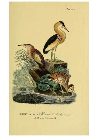 Reproducción/Reproduction 6058899993: Johann Andreas Naumann's ... Naturgeschichte der Vögel Deutschlands, nach einigen Erfahrungen entworfen. 13.T.Plates Leipzig :G. Fleischer,1820-1860