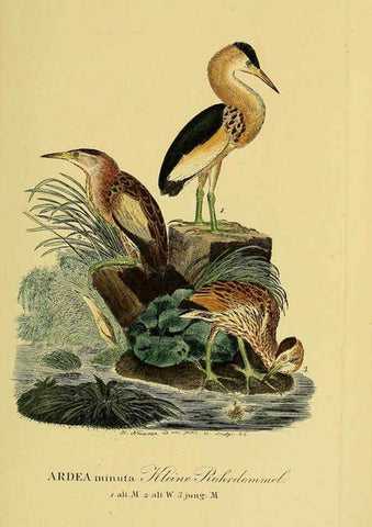 Reproducción/Reproduction 6058899993: Johann Andreas Naumann's ... Naturgeschichte der Vögel Deutschlands, nach einigen Erfahrungen entworfen. 13.T.Plates Leipzig :G. Fleischer,1820-1860