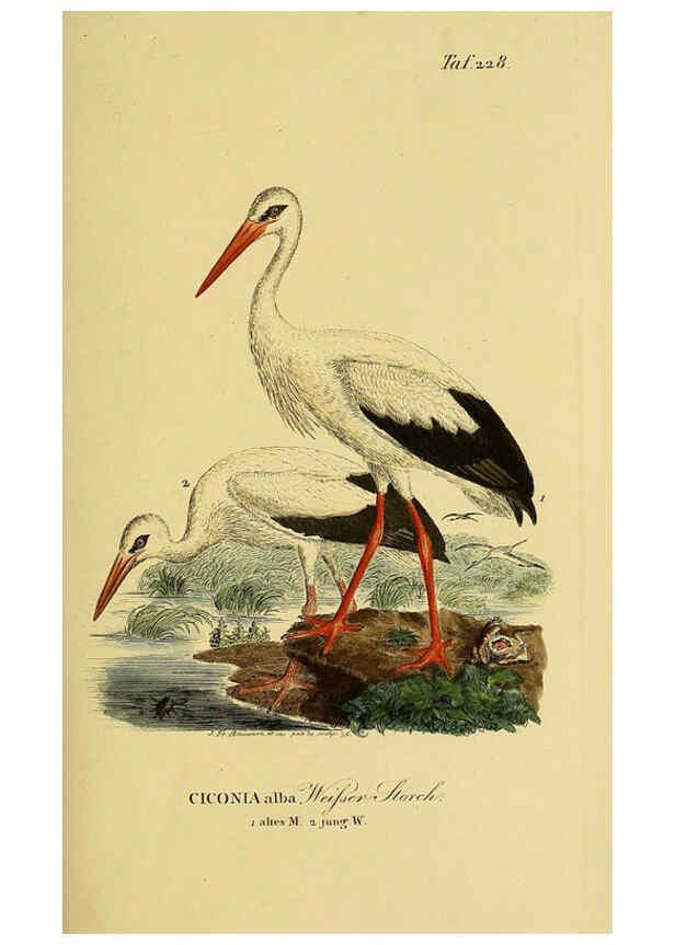 Reproducción/Reproduction 6059448152: Johann Andreas Naumann's ... Naturgeschichte der Vögel Deutschlands, nach einigen Erfahrungen entworfen. 13.T.Plates Leipzig :G. Fleischer,1820-1860