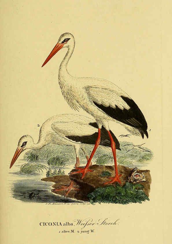 Reproducción/Reproduction 6059448152: Johann Andreas Naumann's ... Naturgeschichte der Vögel Deutschlands, nach einigen Erfahrungen entworfen. 13.T.Plates Leipzig :G. Fleischer,1820-1860
