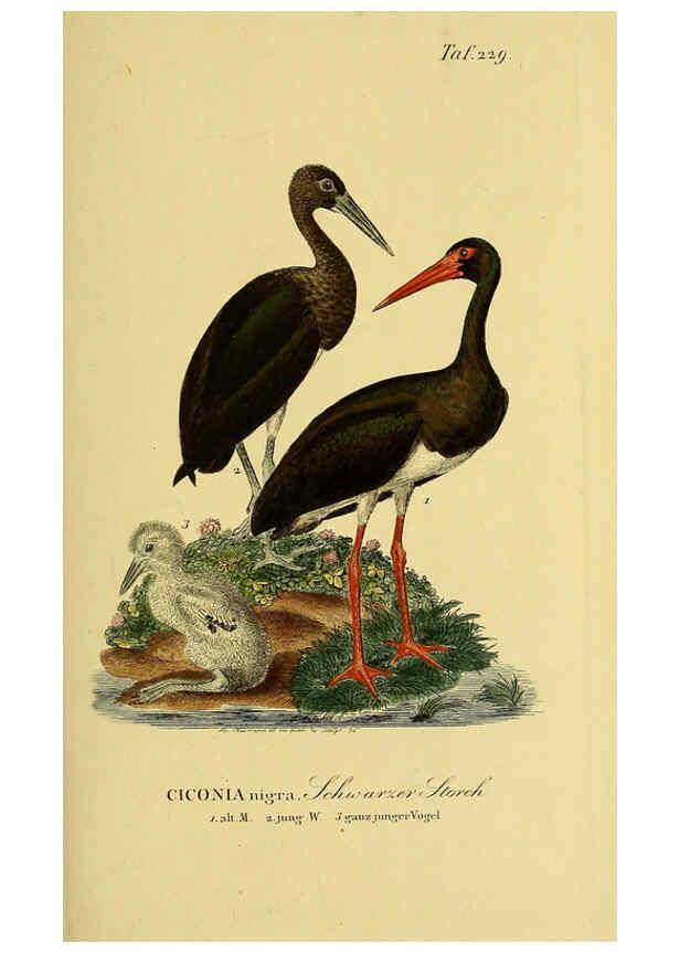 Reproducción/Reproduction 6058901033: Johann Andreas Naumann's ... Naturgeschichte der Vögel Deutschlands, nach einigen Erfahrungen entworfen. 13.T.Plates Leipzig :G. Fleischer,1820-1860