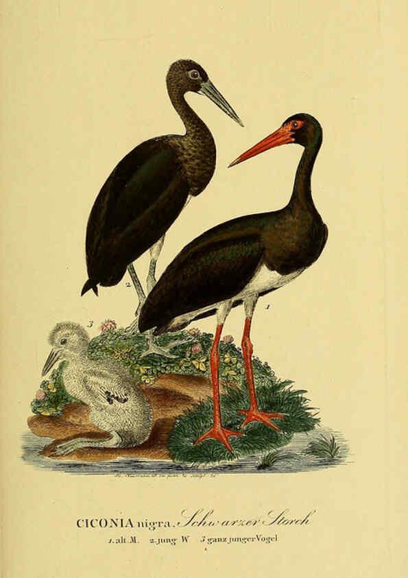 Reproducción/Reproduction 6058901033: Johann Andreas Naumann's ... Naturgeschichte der Vögel Deutschlands, nach einigen Erfahrungen entworfen. 13.T.Plates Leipzig :G. Fleischer,1820-1860