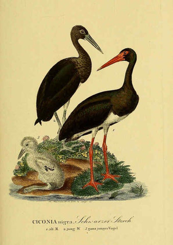 Reproducción/Reproduction 6058901033: Johann Andreas Naumann's ... Naturgeschichte der Vögel Deutschlands, nach einigen Erfahrungen entworfen. 13.T.Plates Leipzig :G. Fleischer,1820-1860