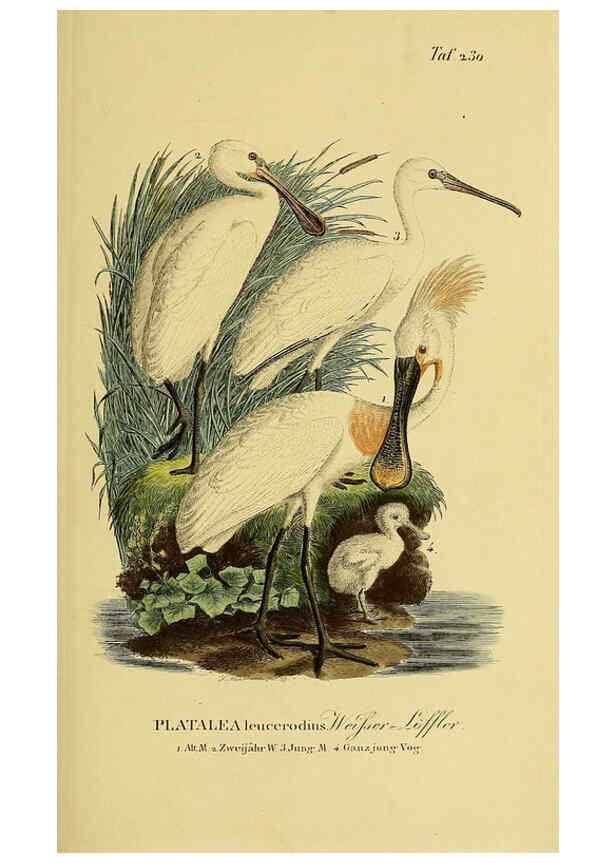 Reproducción/Reproduction 6058901329: Johann Andreas Naumann's ... Naturgeschichte der Vögel Deutschlands, nach einigen Erfahrungen entworfen. 13.T.Plates Leipzig :G. Fleischer,1820-1860