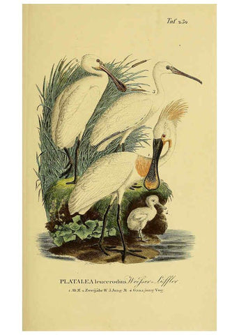 Reproducción/Reproduction 6058901329: Johann Andreas Naumann's ... Naturgeschichte der Vögel Deutschlands, nach einigen Erfahrungen entworfen. 13.T.Plates Leipzig :G. Fleischer,1820-1860