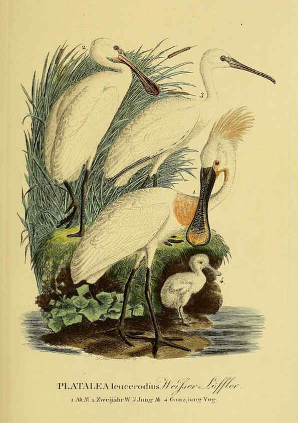Reproducción/Reproduction 6058901329: Johann Andreas Naumann's ... Naturgeschichte der Vögel Deutschlands, nach einigen Erfahrungen entworfen. 13.T.Plates Leipzig :G. Fleischer,1820-1860