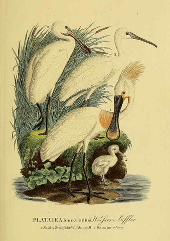 Reproducción/Reproduction 6058901329: Johann Andreas Naumann's ... Naturgeschichte der Vögel Deutschlands, nach einigen Erfahrungen entworfen. 13.T.Plates Leipzig :G. Fleischer,1820-1860