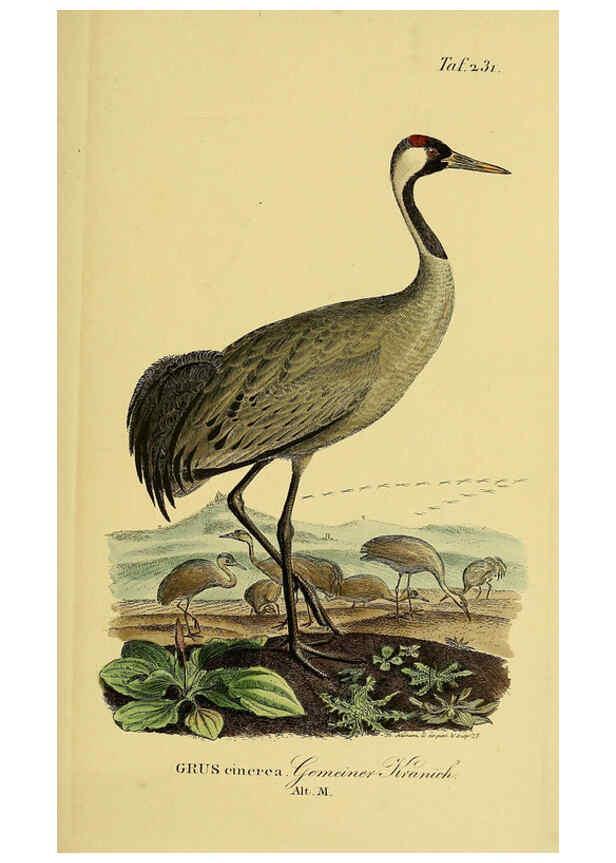 Reproducción/Reproduction 6059449192: Johann Andreas Naumann's ... Naturgeschichte der Vögel Deutschlands, nach einigen Erfahrungen entworfen. 13.T.Plates Leipzig :G. Fleischer,1820-1860